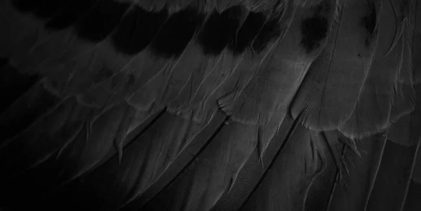 Black Feather Pigeon Macro Photo Texture Background — Fotografia de Stock