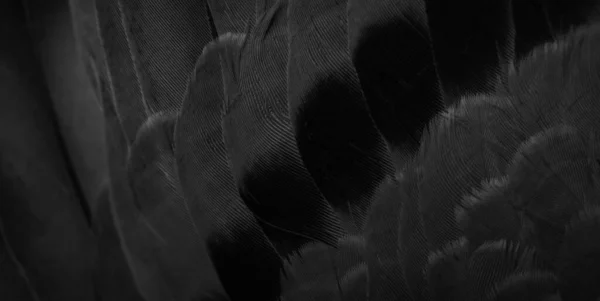 Czarne Pióro Gołąb Makro Zdjęcie Faktura Lub Tło — Zdjęcie stockowe