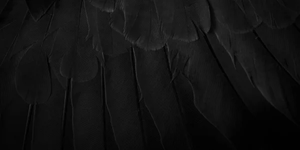 Black Feather Pigeon Macro Photo Texture Background — 스톡 사진