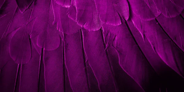 Violet Tollas Galamb Makró Fotó Textúra Vagy Háttér — Stock Fotó