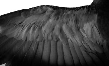 siyah tüylü güvercin makro fotoğrafı. doku veya arkaplan