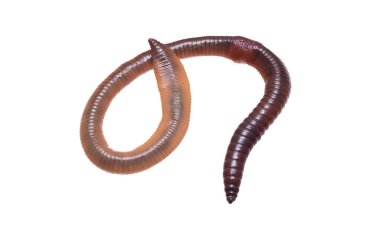 Beyaz izole arkaplanda Lumbricus terrestris