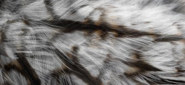 Baykuşun beyaz tüyleri