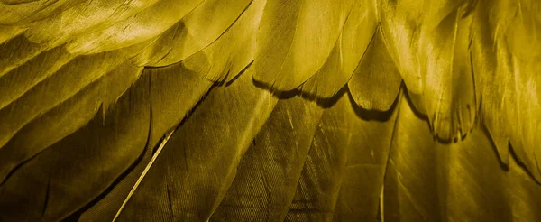 Gold Feather Pigeon Macro Photo Texture Background — 图库照片