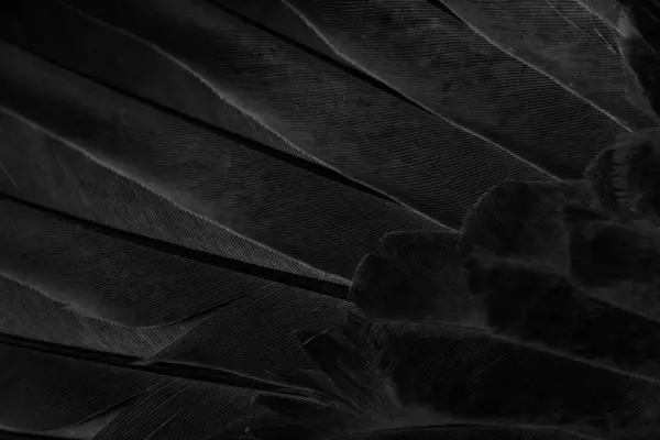 Pichón Plumas Negro Macro Foto Textura Fondo —  Fotos de Stock