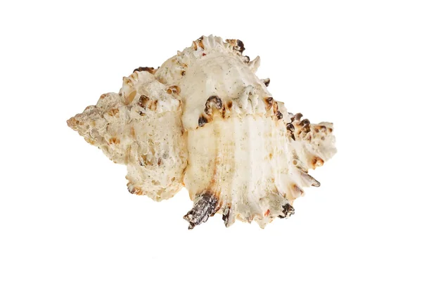Muschel Einer Meeresschnecke Auf Weißem Hintergrund — Stockfoto