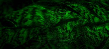 green  feathers of the owl with visible details