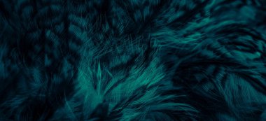 blue  feathers of the owl with visible details