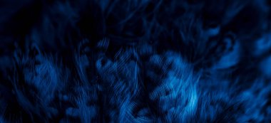 blue  feathers of the owl with visible details