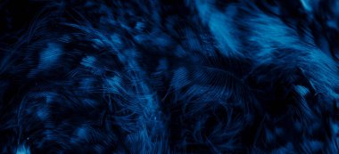 blue  feathers of the owl with visible details