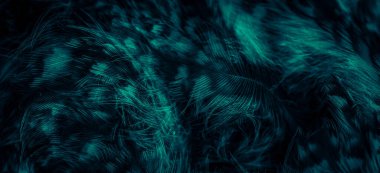 blue  feathers of the owl with visible details