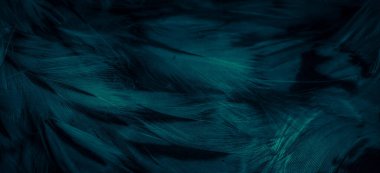 blue  feathers of the owl with visible details