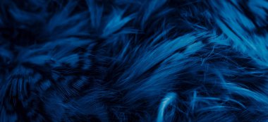 blue  feathers of the owl with visible details