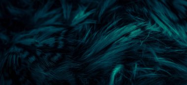 blue  feathers of the owl with visible details