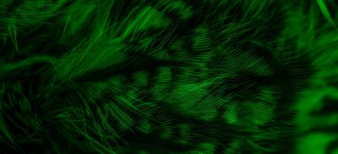 green  feathers of the owl with visible details