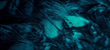 blue  feathers of the owl with visible details