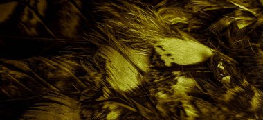 gold  feathers of the owl with visible details