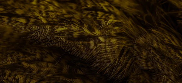 Gold Feathers Owl Visible Details — Fotografia de Stock