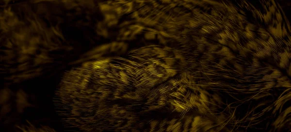 Gold Feathers Owl Visible Details — Foto Stock