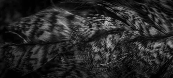 White Black Feathers Owl — Φωτογραφία Αρχείου