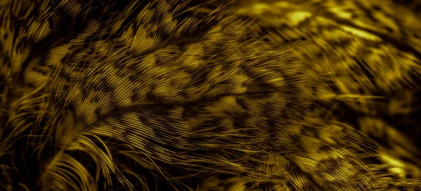 Gold Feathers Owl Visible Details — Stock fotografie