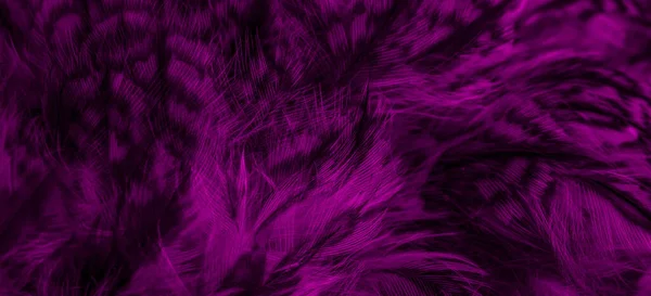Фіолетове Пір Сови Видимими Деталями — стокове фото