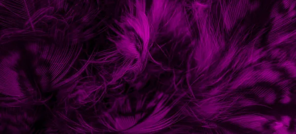 Фиолетовые Перья Совы Видимыми Деталями — стоковое фото