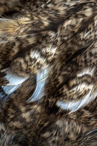 White White Feathers Owl — 图库照片