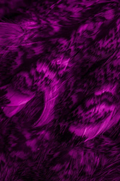 Фиолетовые Перья Совы Видимыми Деталями — стоковое фото