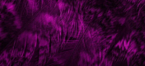 フクロウの紫色の羽目に見える詳細 — ストック写真