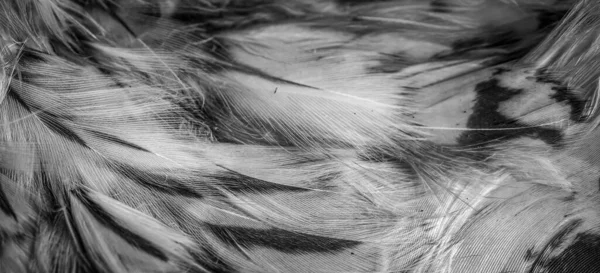 フクロウの白と黒の羽 — ストック写真