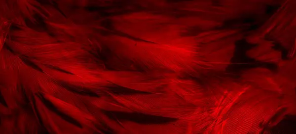 Красные Перья Совы Видимыми Деталями — стоковое фото