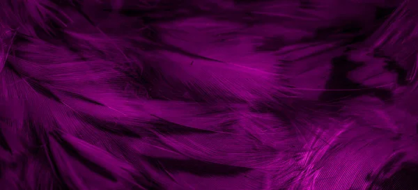 Violet Feathers Owl Visible Details — Stockfoto