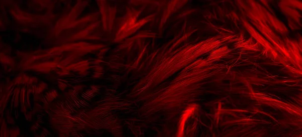 Red Feathers Owl Visible Details — Foto de Stock