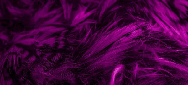 Violet Feathers Owl Visible Details — Photo
