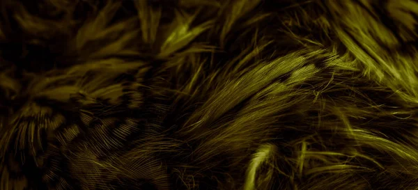 Gold Feathers Owl Visible Details — Foto de Stock