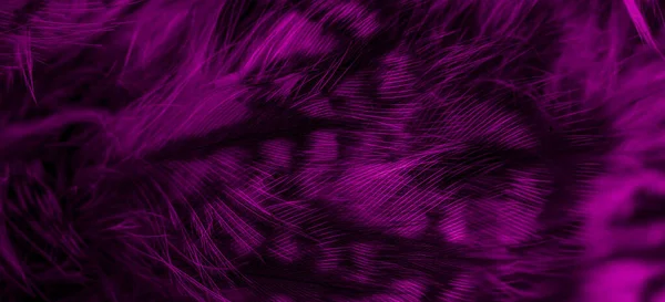 Violet Feathers Owl Visible Details — Stok fotoğraf