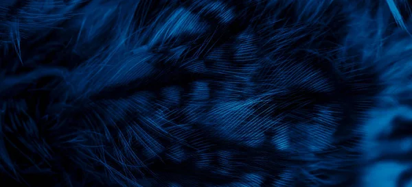 stock image blue  feathers of the owl with visible details