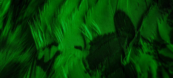 Green Feathers Owl Visible Details — Photo