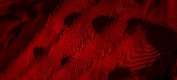 Red Feathers Owl Visible Details — Zdjęcie stockowe