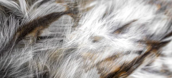 Białe Białe Pióra Sowy — Zdjęcie stockowe