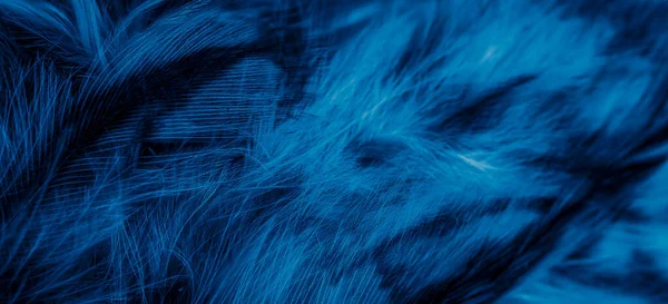 Голубые Перья Совы Видимыми Деталями — стоковое фото
