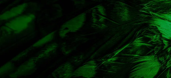 Зеленые Перья Совы Видимыми Деталями — стоковое фото