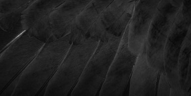 siyah tüylü güvercin makro fotoğrafı. doku veya arkaplan