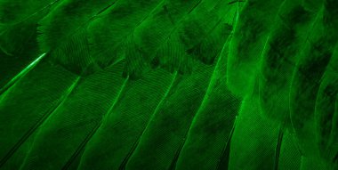 Yeşil tüylü güvercin makro fotoğrafı. doku veya arkaplan