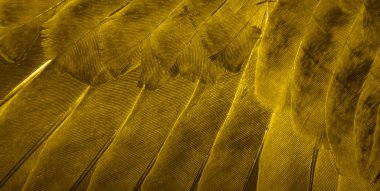 Altın tüy güvercin makro fotoğrafı. doku veya arkaplan