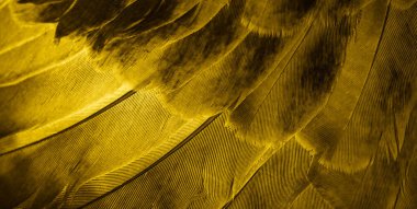 gold feather pigeon macro photo. texture or background