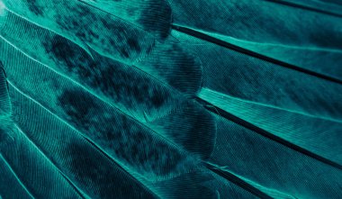 Mavi tüylü güvercin makro fotoğrafı. doku veya arkaplan