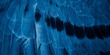 Mavi tüylü güvercin makro fotoğrafı. doku veya arkaplan