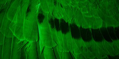 Yeşil tüylü güvercin makro fotoğrafı. doku veya arkaplan